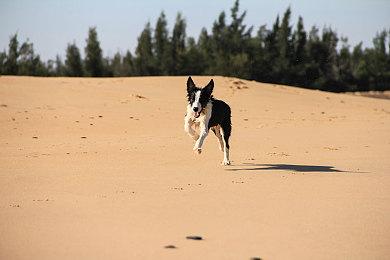 《JOJO群星之战R》DLC角色Wonder of U公布